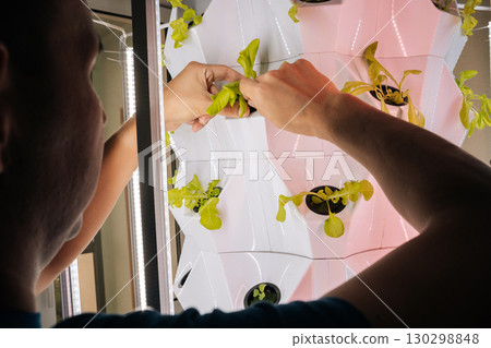 Back view of home gardening enthusiast transplanting fresh lettuce seedling into modern hydroponic vertical farming setup, showcasing sustainable agricultural technology and plant cultivation. Back view of home gardening enthusiast transplanting fresh lettuce seedling into modern hydroponic vertical farming setup, showcasing sustainable agricultural technology and plant cultivation. 130298848