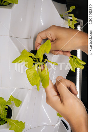 Hands of urban farmer inspecting fresh microgreens growing inside vertical hydroponic farming system, highlighting sustainable agricultural innovation, close-up. Concept of home gardening. 130298889