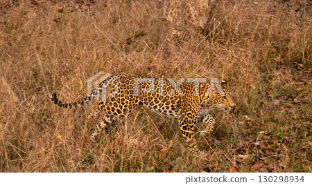 Indian Leopard Running in a Forest in Tadoba National Park, India Panorama Indian Leopard Running in a Forest in Tadoba National Park, India Panorama 130298934