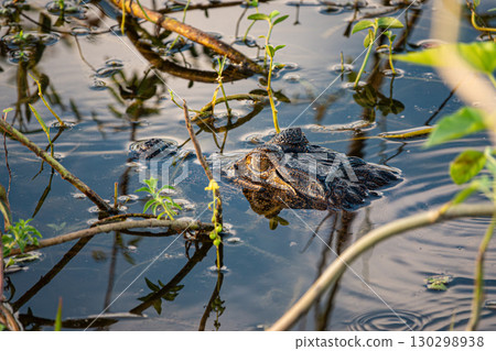 Caiman Head and Eyes Visible Amongst Foliage in the Shallows of Cuiaba River in The Pantanal, Brazil Caiman Head and Eyes Visible Amongst Foliage in the Shallows of Cuiaba River in The Pantanal, Brazil 130298938