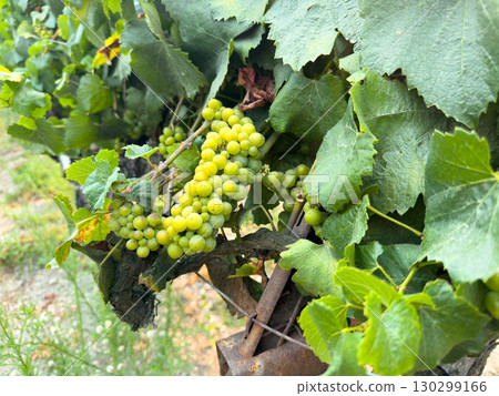 Close up of grapes hanging on branch. Hanging grapes. Grape farming Close up of grapes hanging on branch. Hanging grapes. Grape farming 130299166