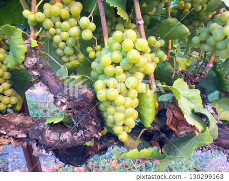 Close up of grapes hanging on branch. Hanging grapes. Grape farming Close up of grapes hanging on branch. Hanging grapes. Grape farming 130299168