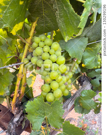 Close up of grapes hanging on branch. Hanging grapes. Grape farming Close up of grapes hanging on branch. Hanging grapes. Grape farming 130299196