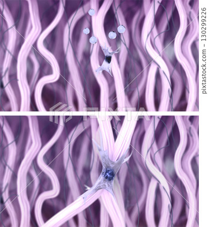 Fibroblast activation and collagen fiber regeneration in the skin tissues. Effect after anti-aging wrinkle smoothing treatment, skin boosters injection, Biorevitalization, and PRP therapy. 3d render Fibroblast activation and collagen fiber regeneration in the skin tissues. Effect after anti-aging wrinkle smoothing treatment, skin boosters injection, Biorevitalization, and PRP therapy. 3d render 130299226