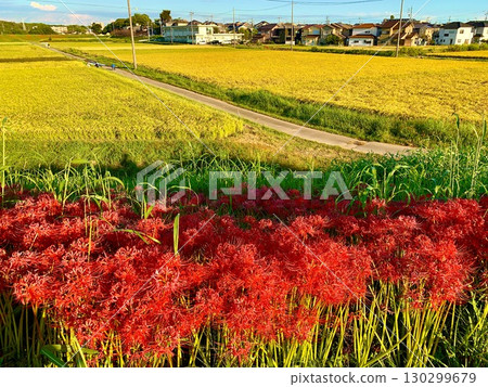 A clear autumn sky, golden rice fields, and red spider lilies shining in the sunset (Yakatsu River bank, Handa City, Aichi Prefecture) 130299679