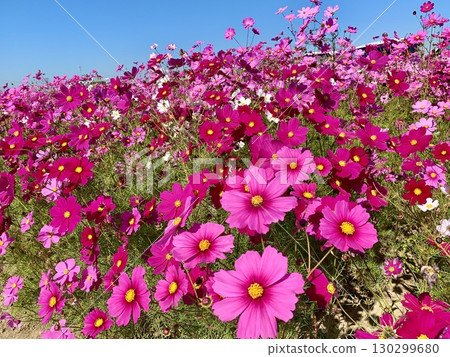 Pink cosmos (sensation) shining against the clear blue autumn sky (Akamatsucho, Anjo City) 130299680
