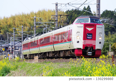 A 381 series Yakumo train runs along the Sanin Main Line, where yellow rape blossoms are in full bloom. 130299860