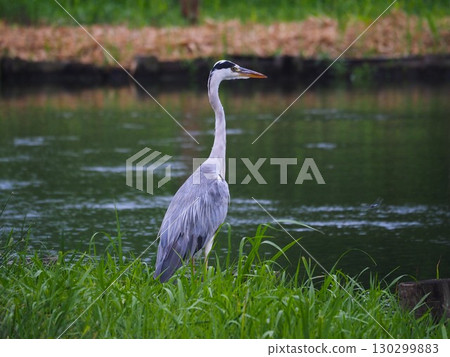 一隻蒼鷺抵達川口市荒川運動公園的船池 一隻蒼鷺抵達川口市荒川運動公園的船池 130299883