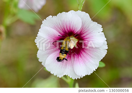 Ooskasiba Ooskasiba 130300056