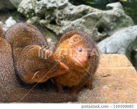 Dwarf mongoose looking alert. Curiosity, awareness, and survival in the wild. 130300085