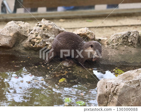 Otter by the water edge. Curiosity, alertness, and natural behavior of aquatic mammals. 130300088