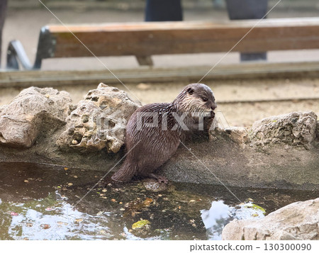 Otter by the water edge. Curiosity, alertness, and natural behavior of aquatic mammals. Otter by the water edge. Curiosity, alertness, and natural behavior of aquatic mammals. 130300090