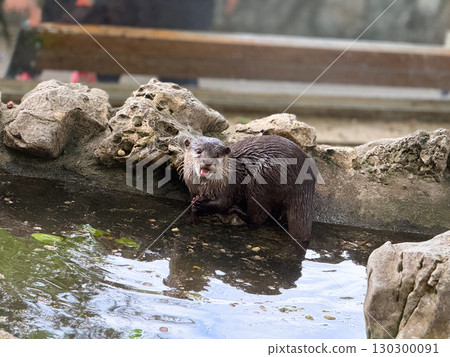 Otter by the water edge. Curiosity, alertness, and natural behavior of aquatic mammals. Otter by the water edge. Curiosity, alertness, and natural behavior of aquatic mammals. 130300091