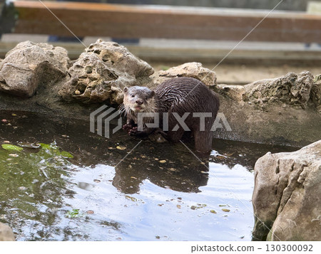 Otter by the water edge. Curiosity, alertness, and natural behavior of aquatic mammals. 130300092