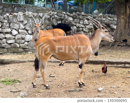 Antelopes standing near a tree in a zoo. Wildlife, conservation and natural diversity. Antelopes standing near a tree in a zoo. Wildlife, conservation and natural diversity. 130300095