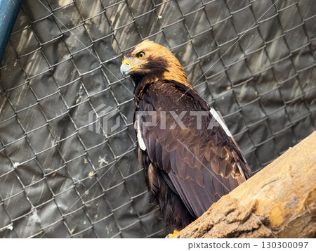 Golden eagle perched on a branch. Power, dominance, and raptor strength in wildlife. Golden eagle perched on a branch. Power, dominance, and raptor strength in wildlife. 130300097