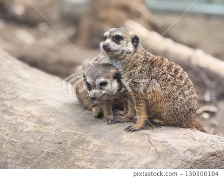 Two meerkats sitting together on a rock. Wildlife, social animals and African species. 130300104