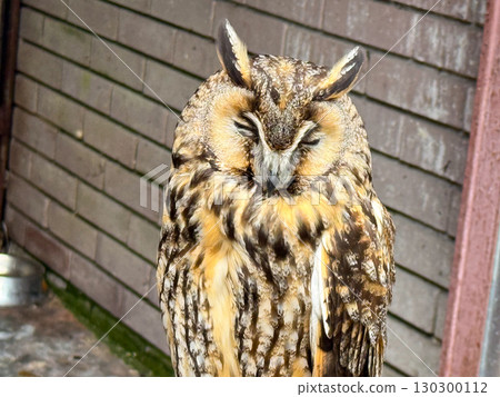 Long eared owl with closed eyes portrait. Nocturnal bird, raptor and wildlife species. Long eared owl with closed eyes portrait. Nocturnal bird, raptor and wildlife species. 130300112