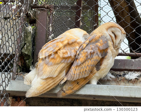 Barn owl resting in enclosure. Nocturnal raptor, wildlife conservation and captive bird species. Barn owl resting in enclosure. Nocturnal raptor, wildlife conservation and captive bird species. 130300123