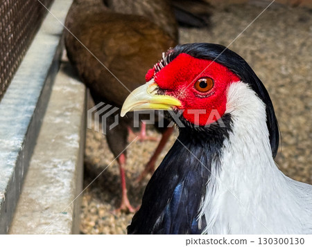 Male silver pheasant with bright red face. Ornamental ground bird, exotic wildlife and zoo fauna. Male silver pheasant with bright red face. Ornamental ground bird, exotic wildlife and zoo fauna. 130300130