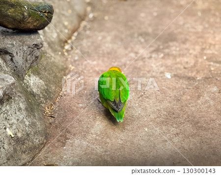 Lovebird on the ground near a wall. Vibrant colors, exotic pets and tropical wildlife observation. 130300143