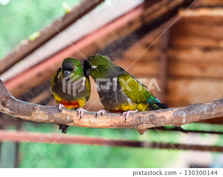 Two burrowing parrots grooming each other on a branch. Affection, wildlife bonding and tropical bird interaction. 130300144