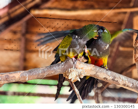 Two burrowing parrots grooming each other on a branch. Affection, wildlife bonding and tropical bird interaction. Two burrowing parrots grooming each other on a branch. Affection, wildlife bonding and tropical bird interaction. 130300145