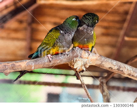 Two burrowing parrots grooming each other on a branch. Affection, wildlife bonding and tropical bird interaction. Two burrowing parrots grooming each other on a branch. Affection, wildlife bonding and tropical bird interaction. 130300146