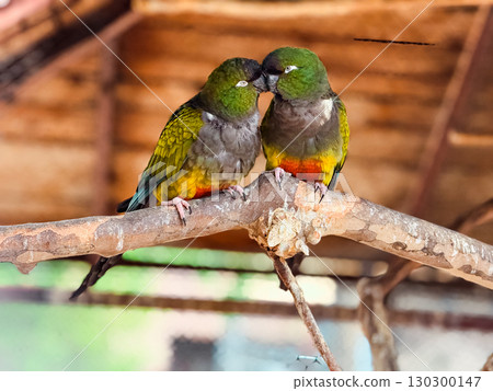 Two burrowing parrots grooming each other on a branch. Affection, wildlife bonding and tropical bird interaction. Two burrowing parrots grooming each other on a branch. Affection, wildlife bonding and tropical bird interaction. 130300147