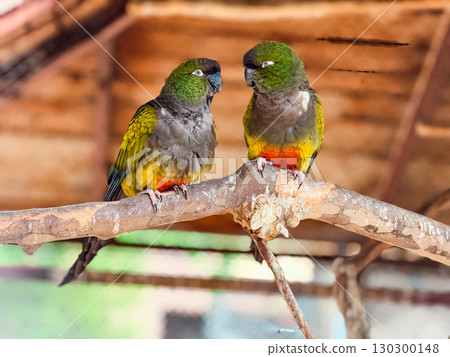 Two colorful Burrowing parrots sitting on a wooden branch. Wildlife, tropical birds and exotic nature in captivity. Two colorful Burrowing parrots sitting on a wooden branch. Wildlife, tropical birds and exotic nature in captivity. 130300148