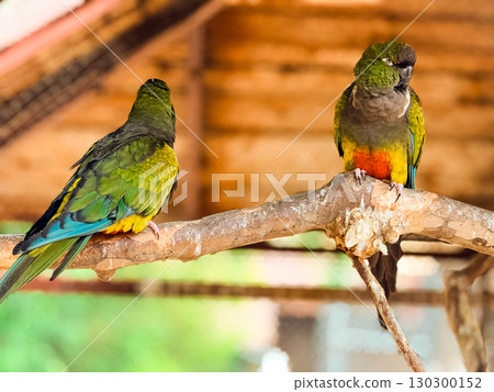 Two colorful Burrowing parrots sitting on a wooden branch. Wildlife, tropical birds and exotic nature in captivity. Two colorful Burrowing parrots sitting on a wooden branch. Wildlife, tropical birds and exotic nature in captivity. 130300152