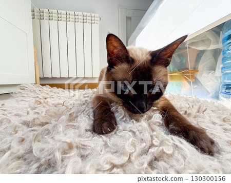 Siamese cat lying on carpet at home. Relaxation, domestic pet and cozy living space. Siamese cat lying on carpet at home. Relaxation, domestic pet and cozy living space. 130300156