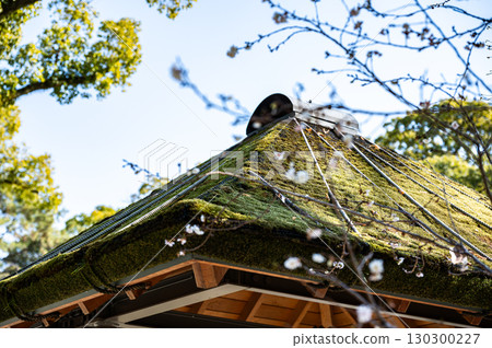 Mossy roof of a Japanese building and cherry blossoms Mossy roof of a Japanese building and cherry blossoms 130300227