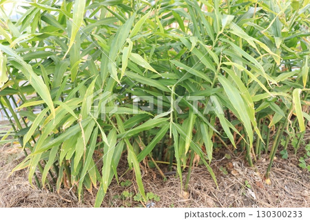 收穫時節的薑葉照片 收穫時節的薑葉照片 130300233