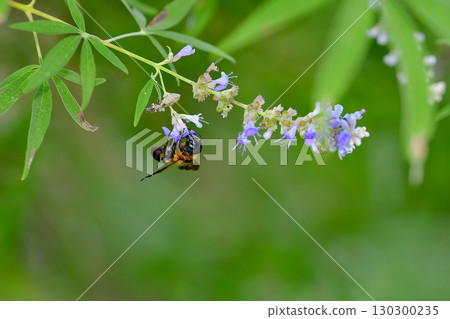 Ladybird 130300235