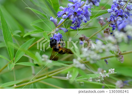 Ladybird Ladybird 130300241