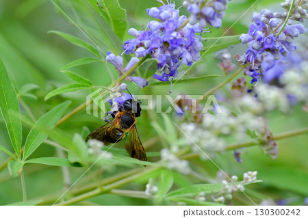 Ladybird Ladybird 130300242