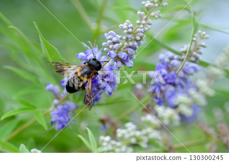Ladybird Ladybird 130300245