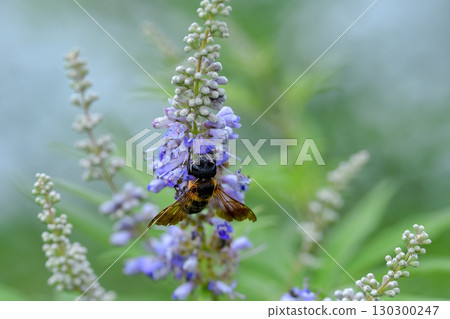 Ladybird 130300247