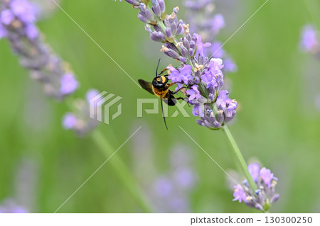 Ladybird Ladybird 130300250