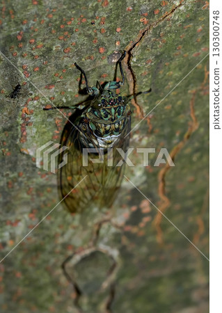 明敏半 明敏半 130300748