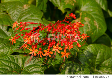 Flowers of glorybower. 130300773