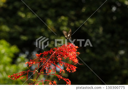 Yellow Helen flying. 130300775