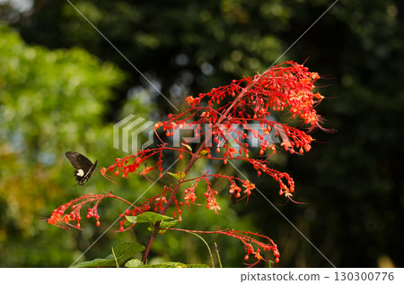 Yellow Helen on flowers of glorybower. 130300776
