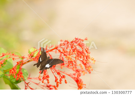 Yellow Helen on flowers of glorybower. Yellow Helen on flowers of glorybower. 130300777
