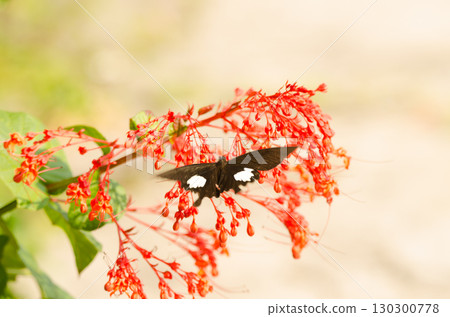 Yellow Helen landing on flowers. 130300778