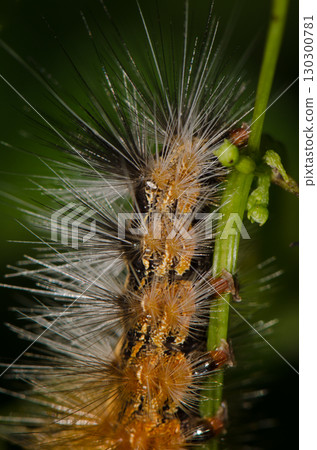 Caterpillar of the moth Spilarctia sp. 130300781