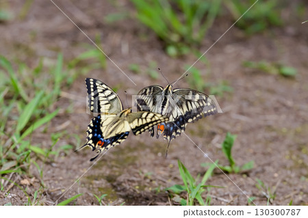 A quail A quail 130300787