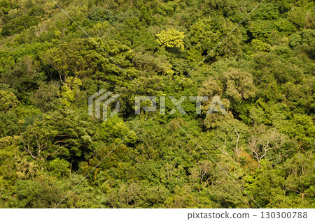 Forest in Son Tra Natural Reserve. Forest in Son Tra Natural Reserve. 130300788