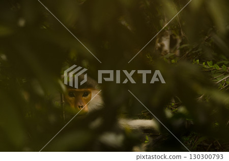 Red-shanked douc in the forest. 130300793